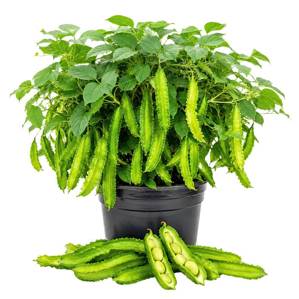Winged Bean Live Plant, Bean Bush Starter Plants, 4-6 Inch Tall, 4 Inch Pot