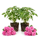 Pink Double Impatiens Live Plant, 5-7 Inch Tall
