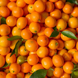 Live Meiwa Kumquat Tree 1 Gallon Pot