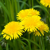 Yellow Dandelion Plant Live, Herb Plant, 4-6 Inch Tall, 4 Inch Pot