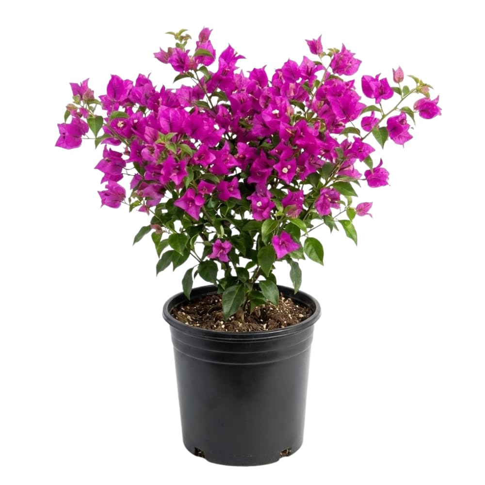 2 Dark Purple Bougainvillea Plants Live, Home Garden Plant, 4-6 Inch Tall