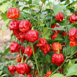 Carolina Reaper Pepper Chili Live Plant, 4-7 Inch Tall, 4 Inch Pot