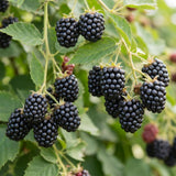 2 Sweet Large Black Berry Live Plants, Blackberries Bush, 4-6 Inch Tall