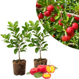 2 Live Barbados Cherry Tree Plant, Red Cherry Tropical, 4-7 Inch Tall