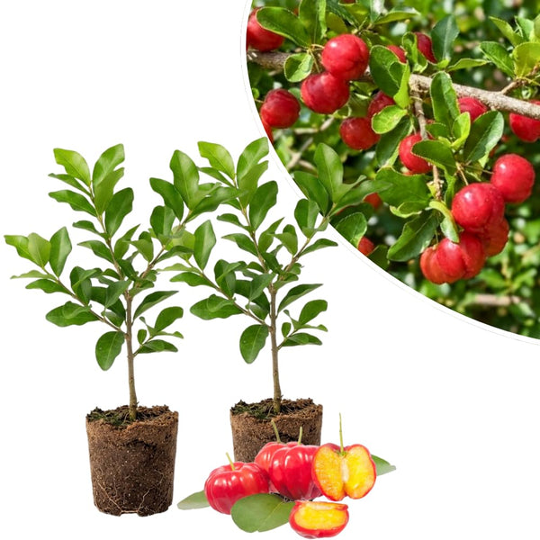 2 Live Barbados Cherry Tree Plant, Red Cherry Tropical, 4-7 Inch Tall