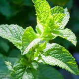 3 Peppermint Plants Live, Live Starter Plant, 4-6 Inch Tall