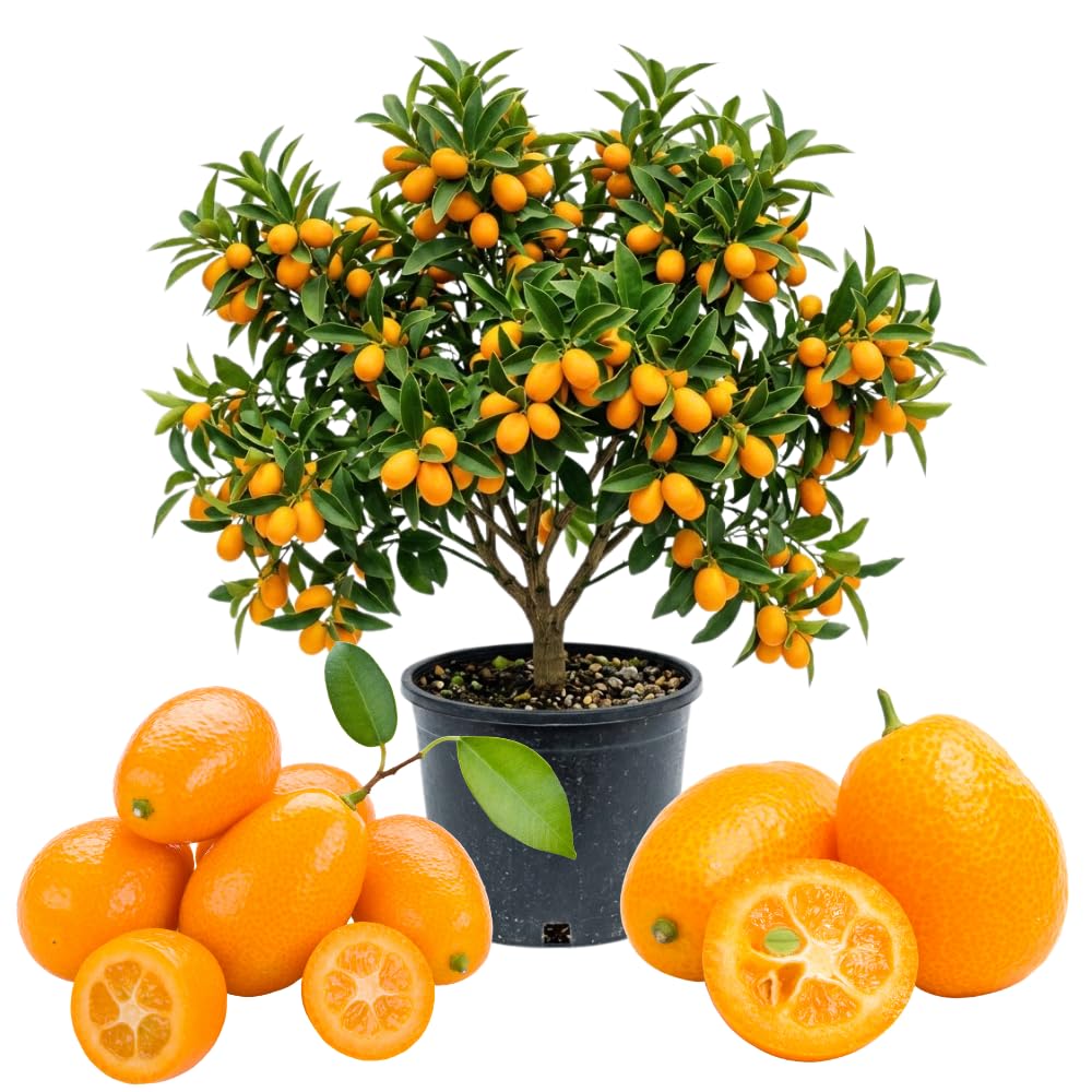 Sweet Kumquat Live Tree, Sweet Citrus Tree, 1-2 Ft Tall, 1 Gallon Pot