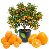 Sweet Kumquat Live Tree, Sweet Citrus Tree, 1-2 Ft Tall, 1 Gallon Pot
