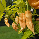 Pepper Chili Live Plant, Chili Plant, 4-7 Inch Tall, 4 Inch Pot
