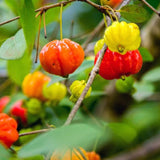 Surinam Cherry Live Plant 4–7" Tall