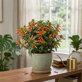 2 Yellow Cuphea Live Plants, Indoor Outdoor Flower Shrub, 4-6 Inch Tall