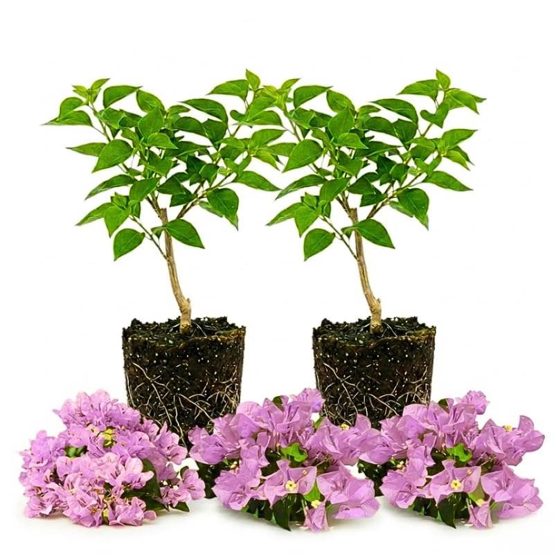 2 Lilac Bougainvillea Plants Live, Patio Flower Vine, 4-7 Inch Tall
