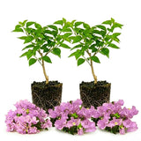 2 Lilac Bougainvillea Plants Live, Patio Flower Vine, 4-7 Inch Tall