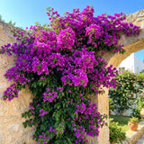 2 Purple Bougainvillea Plants Live, Rooted Vine Starter, 4-7 Inch Tall