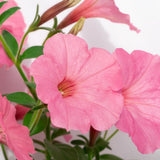 6 Pink Mexican Petunia Flower Live Plants, Flowering Plant, 4-6 Inch Tall