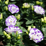 White Blue Lisianthus Plant, Eustoma Lisianthus Flowers in Plug, 3-5'' Tall
