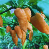 Pepper Chili Live Plant, Chili Plant, 4-7 Inch Tall, 4 Inch Pot