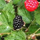 2 Large Black Berry Plants, Blackberries Bush, 4-6 Inch Tall