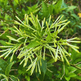 2 Jasmine Live Plants, Live Starter Plant, 5-9 Inch Tall