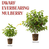 Dwarf Everbearing Mulberry Fruit Plant Live 6-8 Inches Tall