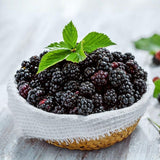 2 Sweet BlackBerry Plants Live, Sweet BlackBerry Bushes, 4-7 Inch Tall