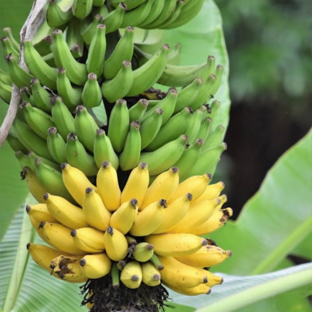 Kokopo Live Banana Plant, Hardy Garden Plant, 4-6 Inch Tall