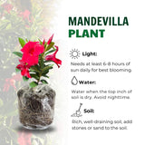 2 Red Mandevilla Live Plants, Mandevilla Live Plant, 4-6 Inch Tall