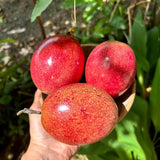 Set 2 Red Passion Fruit Plants Live, Fast-Growing Passionfruit Vine Live Plants Tree for Full Sun Growing, Summer Planting, 4-7 Inches, No Pot, Hardy Tropical Trellis Planting