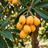 Golden Loquat Tree Plant Live, Sweet Golden Yellow Fruit, 8-10 Inch Tall