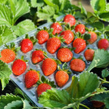 2 Red Strawberry Plants Live, Berry Plant, 2-3 Inch Tall, 3 Inch Pot