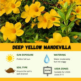 2 Deep Yellow Mandevilla Plants Live, Live Starter Plant, 4-6 Inch Tall