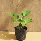 2 Red Strawberry Plants Live, Berry Plant, 2-3 Inch Tall, 3 Inch Pot
