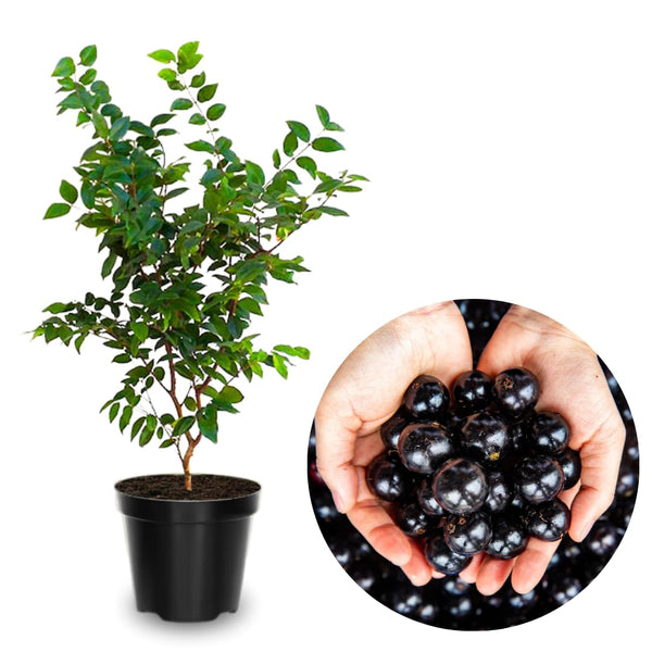 Black Jaboticaba Live Plant, Well-Rooted Fruit Tree, 1 Ft Tall