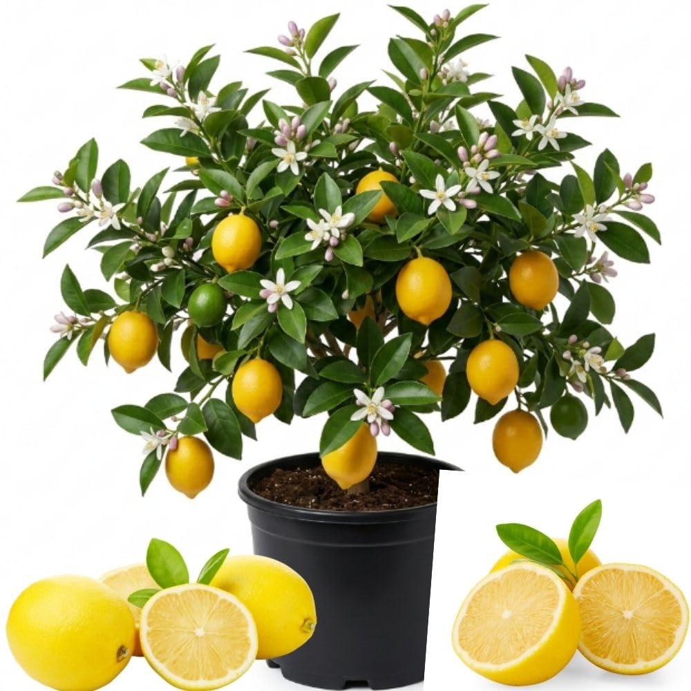 Meyer Lemon Tree, Starter Plant, 1-2 Ft Tall, 1 Gallon Pot