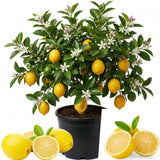 Meyer Lemon Tree, Starter Plant, 1-2 Ft Tall, 1 Gallon Pot