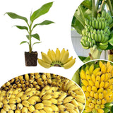 NAM Wah Banana Plant Live, Live Starter Plant, 4-6 Inch Tall