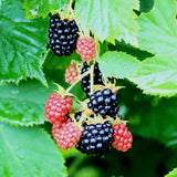 2 Arapaho BlackBerry Live Plants, Berry Bush, 4-7 Inch Tall