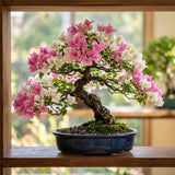 2 White Pink Bougainvillea Live Plants, Climbing Vine, 4-8 Inch Tall