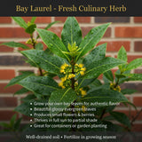 Set 2 Laurus Nobilis Bay Leaf Live Plant 4"