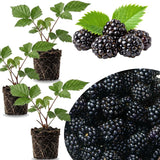 3 BlackBerry Live Plants, Edible Fruit Bush, 3-7 Inch Tall
