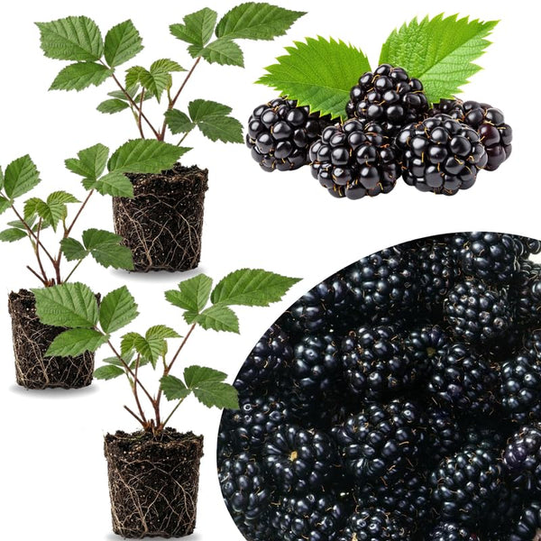 3 BlackBerry Live Plants, Edible Fruit Bush, 3-7 Inch Tall