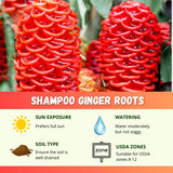5 Red Ginger Live Roots, Culinary Herb Plant