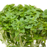 6 Greek Basil Live Plants, Ready to Grow Plant, 3-5 Inch Tall