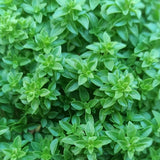 Combo 6 Greek Basil Plant Live 3-5 Inch Tall