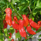 Red Ghost Pepper Bhut Jolokia Live Plant, 4-7 Inch Tall, 4 Inch Pot
