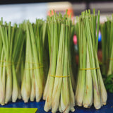3 Lemongrass Live Plants, Home Garden Plant, 4-6 Inch Tall