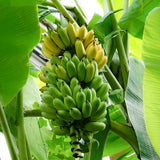 Dwarf Cavendish Banana Live Plant, 4-6" Tall Dwarf Banana Tree