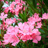 2 Pink Oleander Plants Live, Home Garden Plant, 4-6 Inch Tall