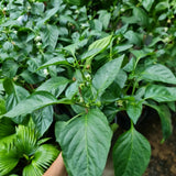 Red Pepper Plants Live, Live Seedling, 4-7 Inch Tall, 4 Inch Pot