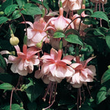 Pink Hardy Fuchsia Live Plant, Flower Plant, 4-8 Inch Tall, 5 Inch Pot